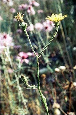 Thyosiris yellow Succory - Picris altissima - горлюха высочайшая